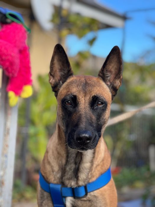 Donez cățea rasa malinois belgian