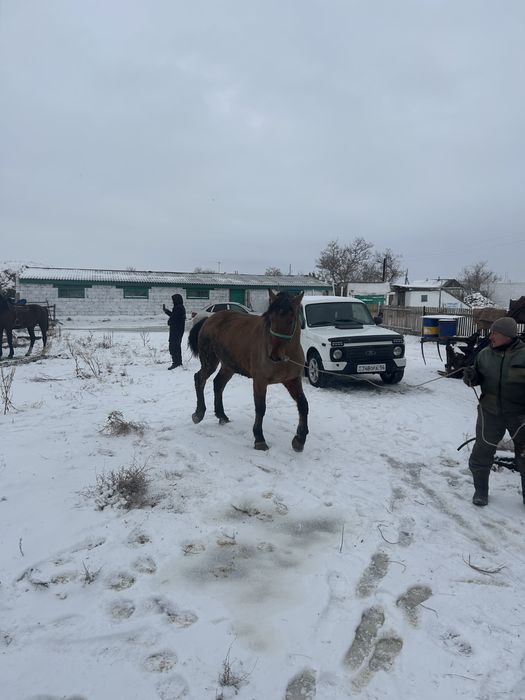 Лошадь ат,мерин.