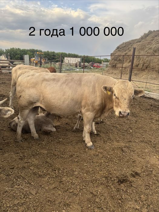 Быки.            .