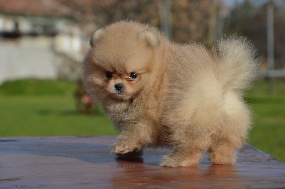 Померан мини baby face