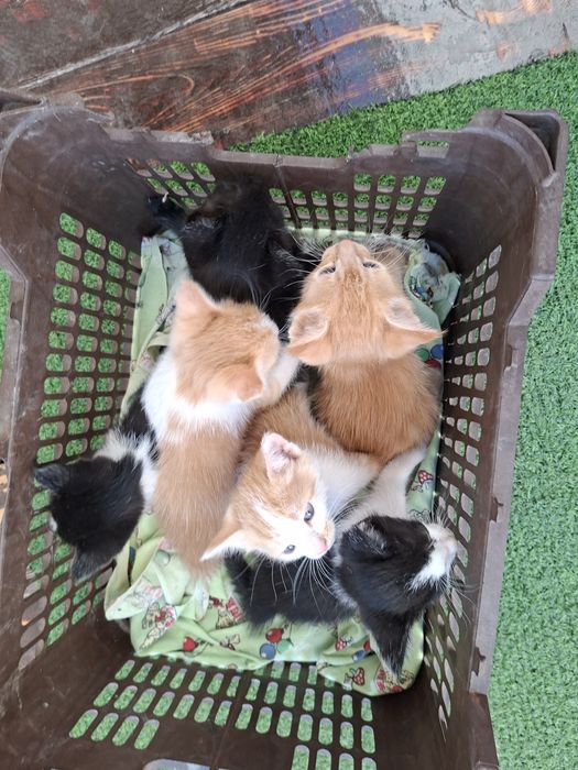 Отдам котят парами даром