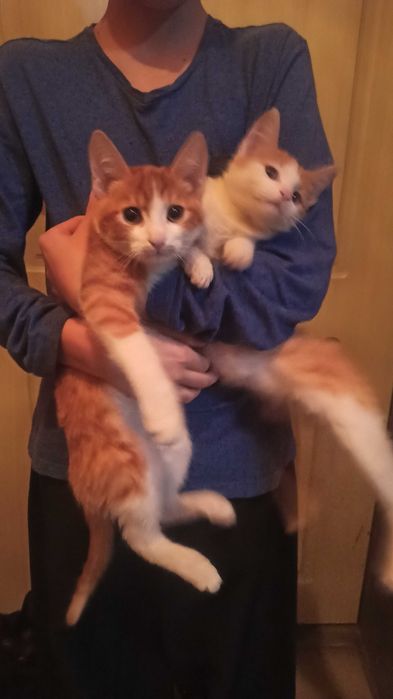 Отдаются котята.