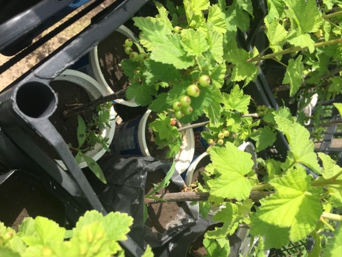 касис/червено френско грозде/ разсад