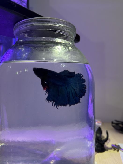 Продам аквриумную рыбу