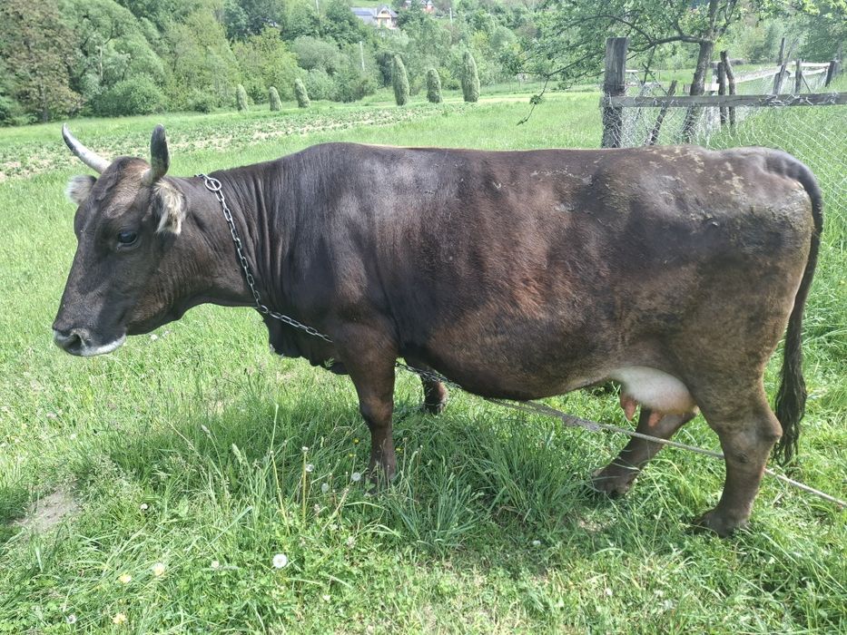 Vind vaca gestanta în 8 luni