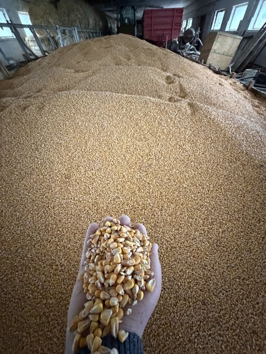 Baloti de ovaz+lucerna