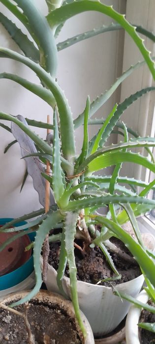 Розмарин пищевой .