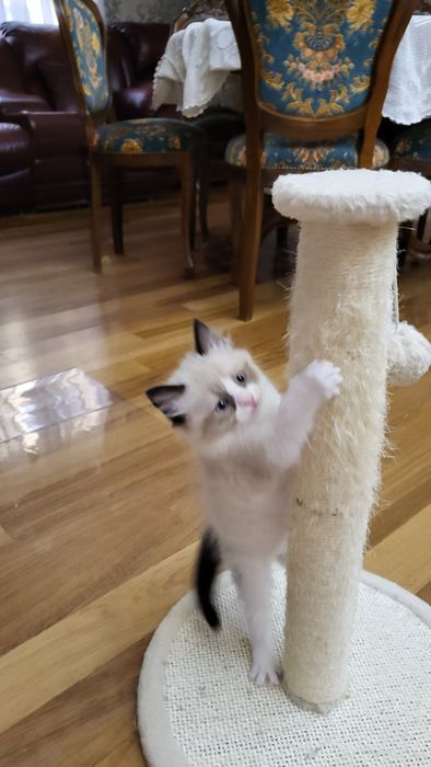 Котенца Регдол – 7 пухкави бебета почти на 3 месеца