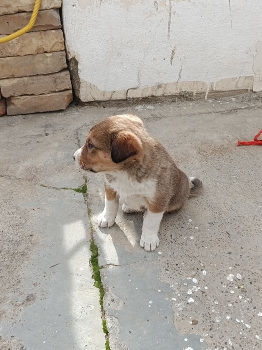 Corgi zotiga mansub kuchuk sotiladi