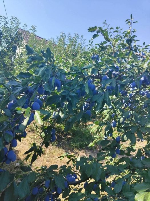 Prune pentru țuică si rachiu
