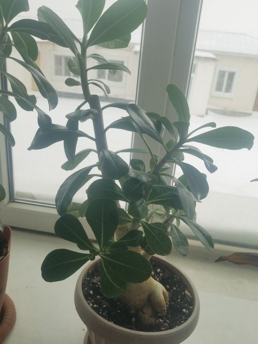 комнатные растения,Адениум