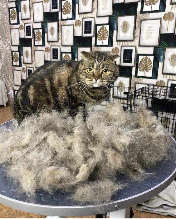 Груминг животных