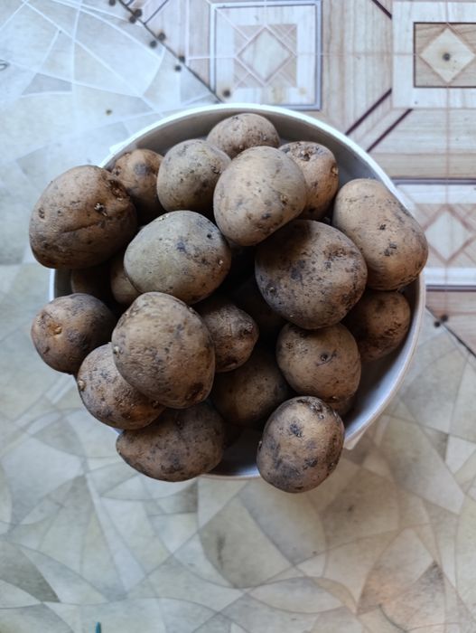 Продам картофель  100 тг ведро