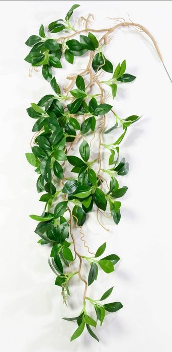 Цветы  Хоя большая