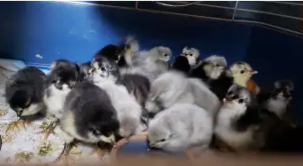Pui de rasă Australorp negru și albastru, scoși 11.05.2026. Județul Timiș