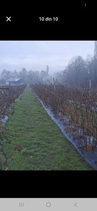 Vind butasi zmeura marvila