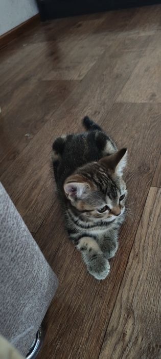 Шотландка котенок девочка