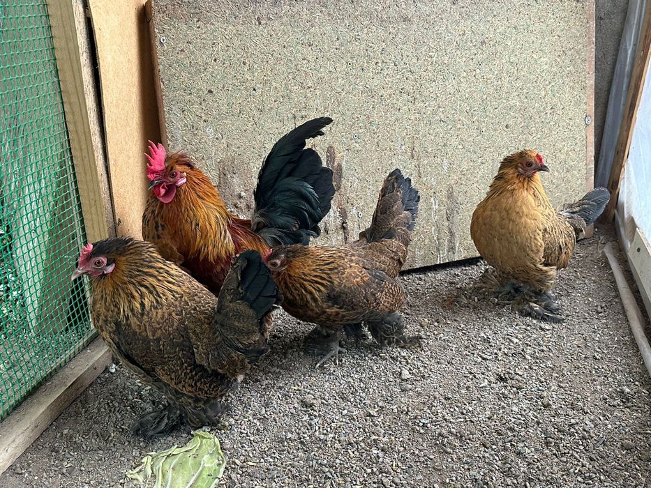 Продам карликовых кур