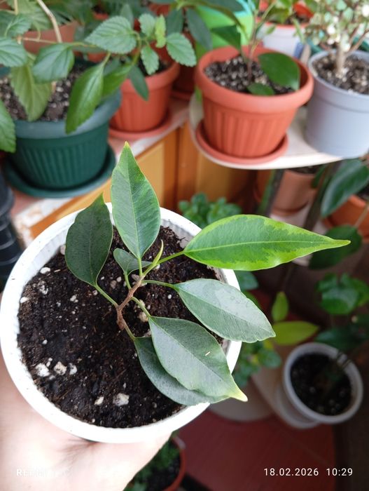 Продам растения по 1000 тенге