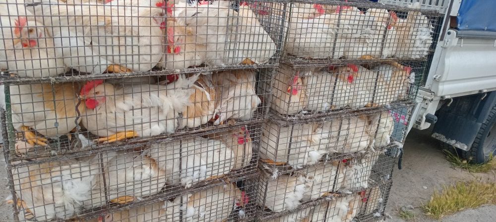 Ломан,биравин то