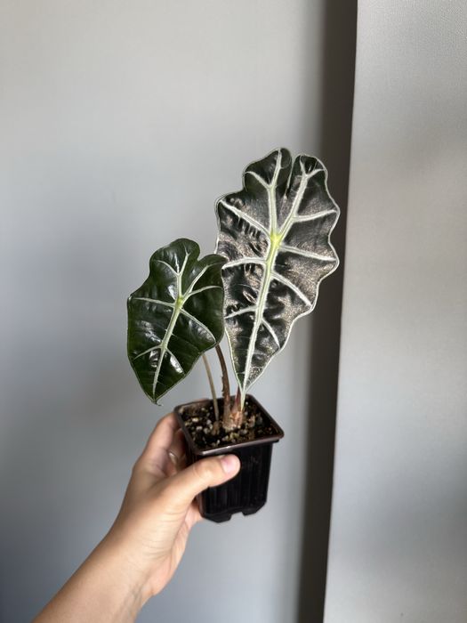 Алоказия Полли Амазоника