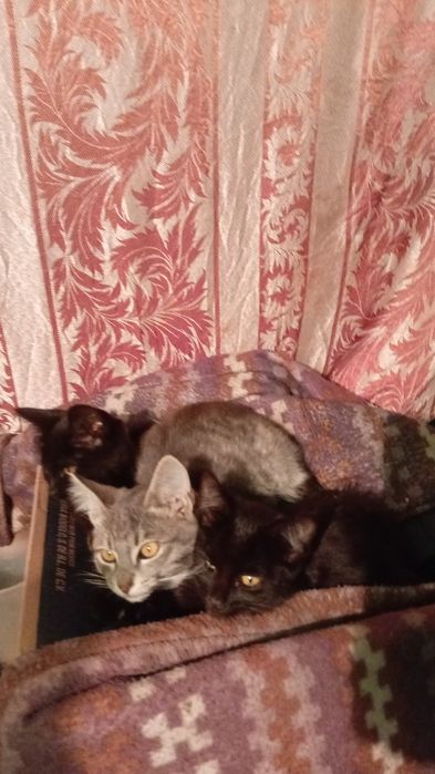 Котята бесплатно