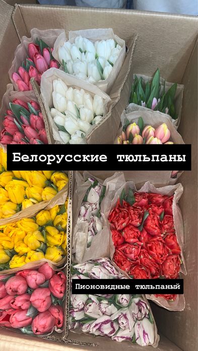 Тюльпаны Қызылорда