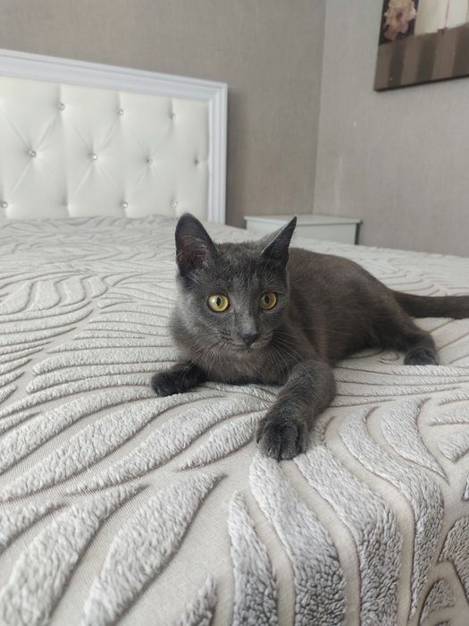 В добрые руки кошка