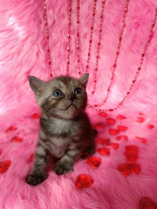 Остались 2 котят девочек шотландка+бенгал