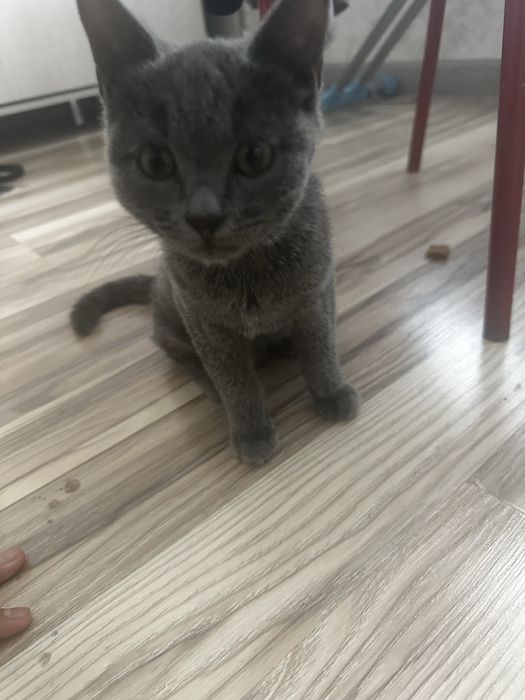 Кошка британски харошый воспитный