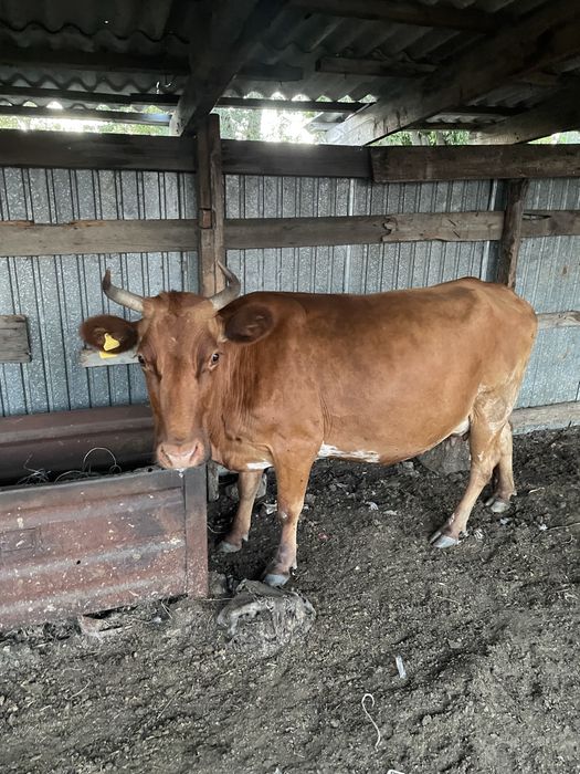 Продам 6 голов крс