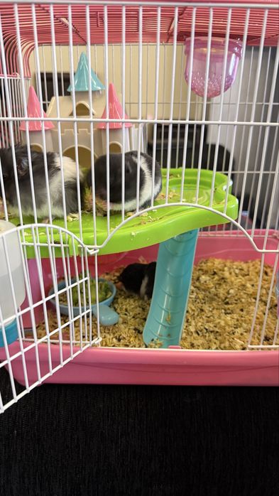 Продам ручных сирийских хомячков.