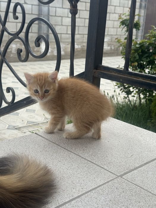 Сибирская Кошка с котенком