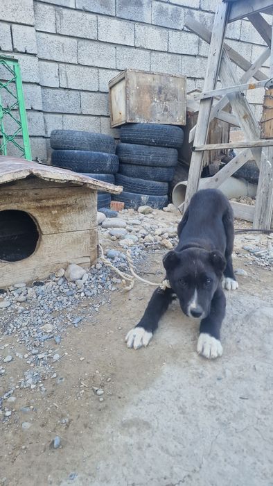 Тобек Күшік сатылады 2.3 аилык