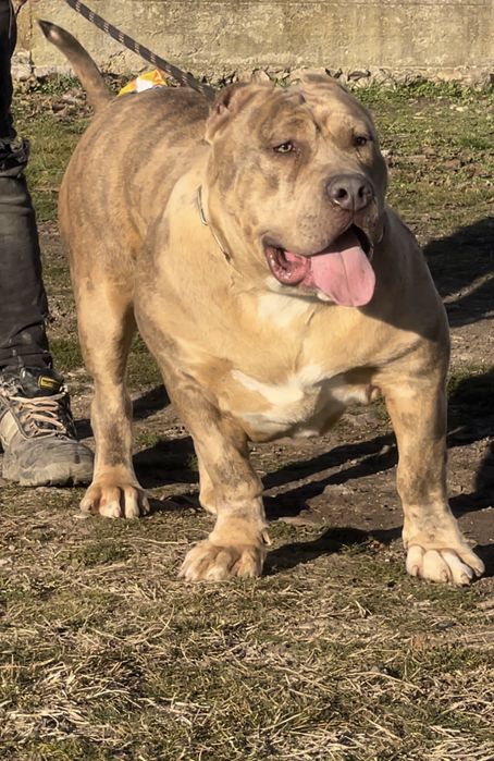 ТОП Американско були ХХЛ