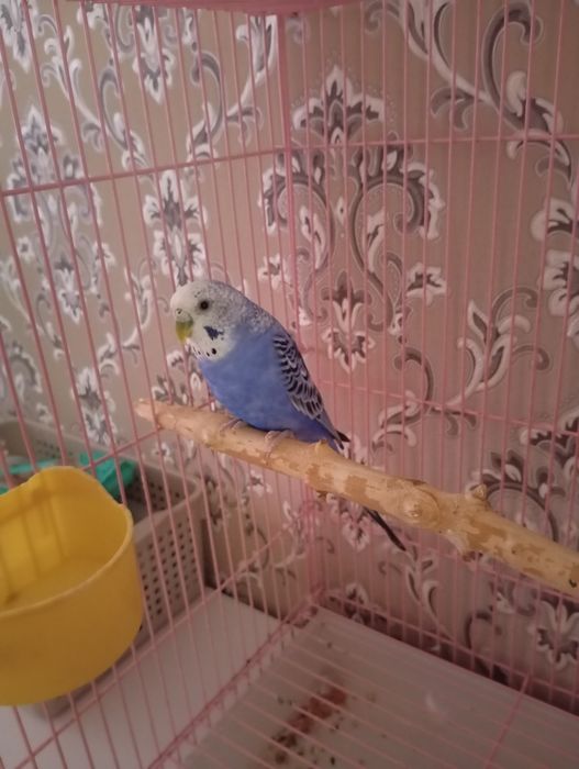 Продается попугай волнистые 2