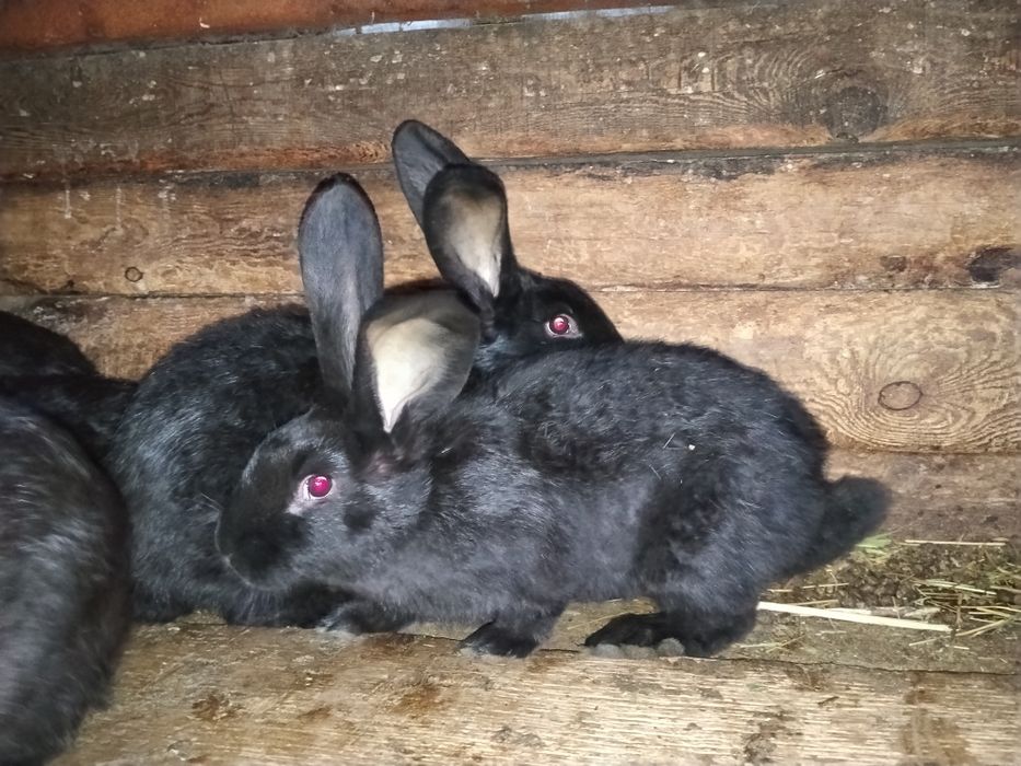 Кролята стракочи