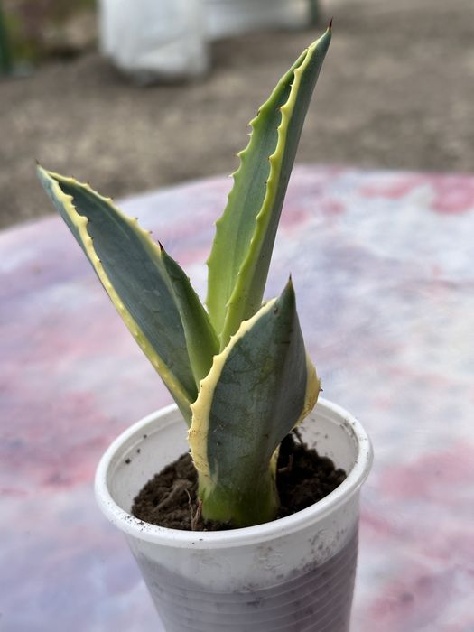 Продавам Агаве  разсад