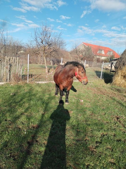 Vând iapa murga de 5 ani
