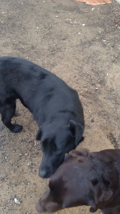 Девочка - лабрадор в ответственные руки