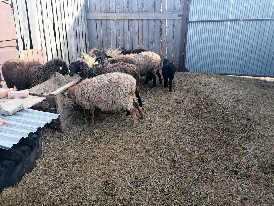 Продам овец с ягнятами.