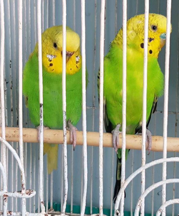 Zebrute Australiene, Perusi, canari, disponibili