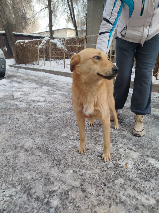 Собака в добрые руки