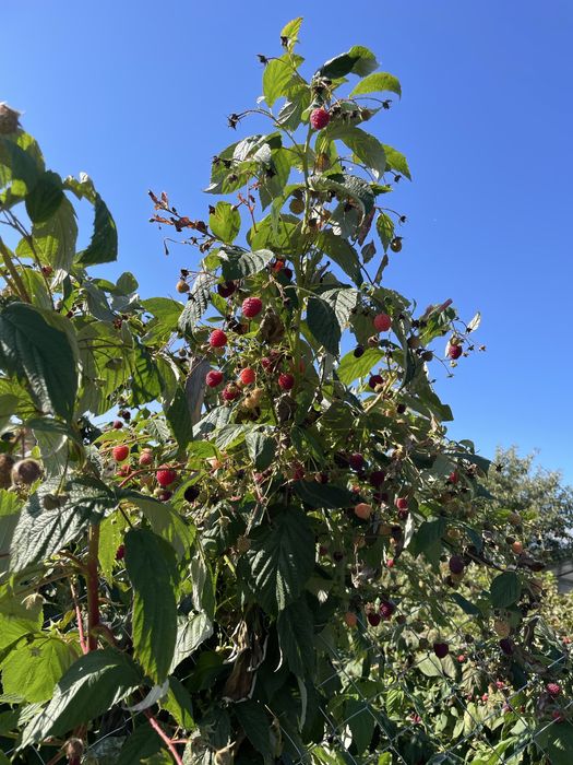 Butasi zmeura Cayuga - productivitate ridicata