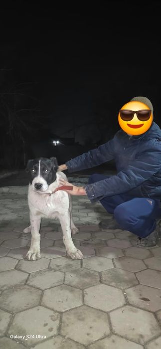 Алабай щенки сао