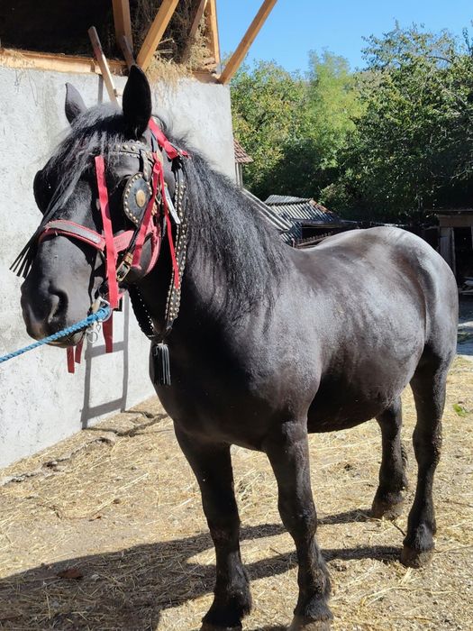 Vand cârlan in vârstă de 3 ani