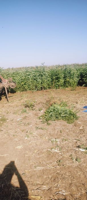 Puieți salcâm dezvoltare dubla prindere suta la suta