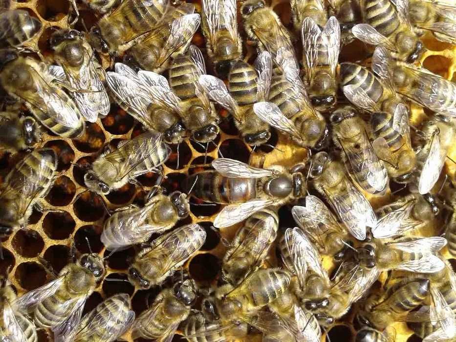 Пчелопакеты и пчелосемьи