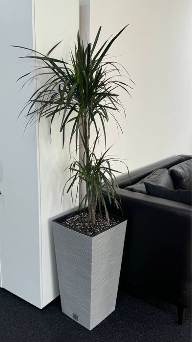 Комнатные растения для дома и офиса!