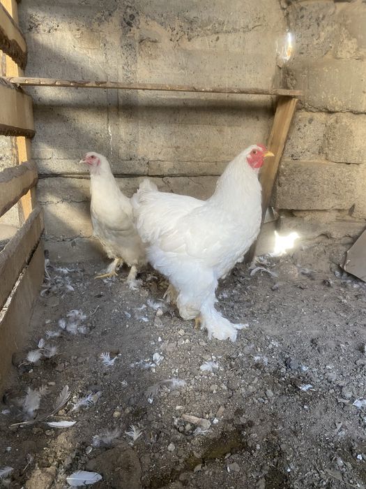 Браммы семейками